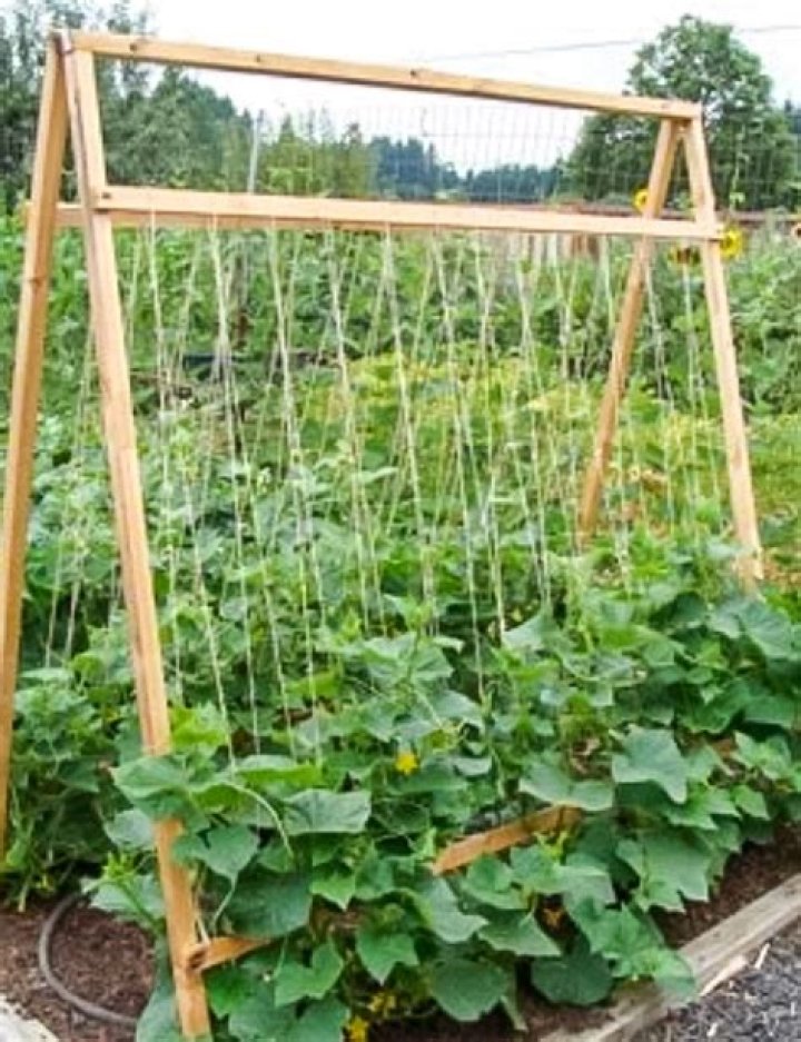 Are pickling cucumbers the same as mini cucumbers?
