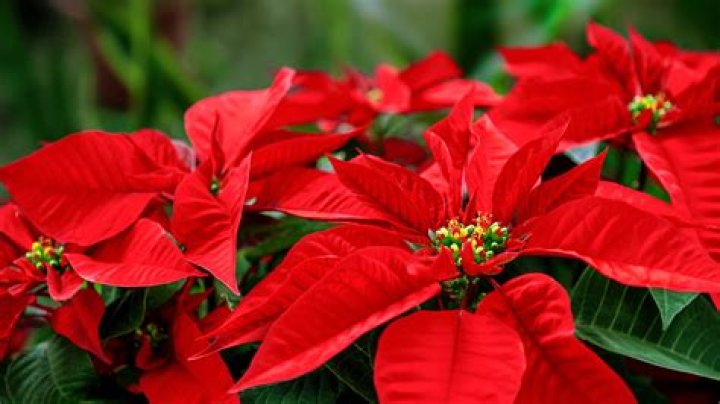 Are poinsettias plants or flowers?