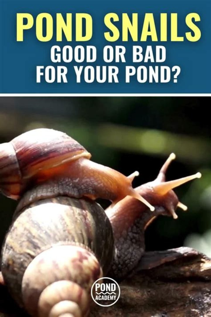 Are pond snails bad? | ContextResponse.com