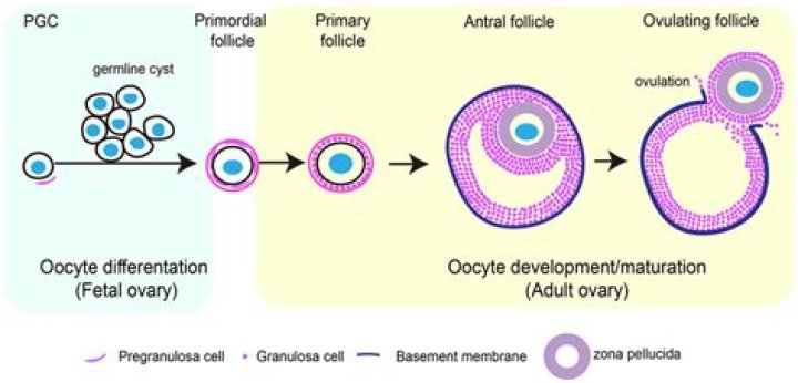 Are primary oocytes haploid? | ContextResponse.com