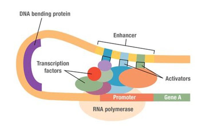 Are promoters proteins?
