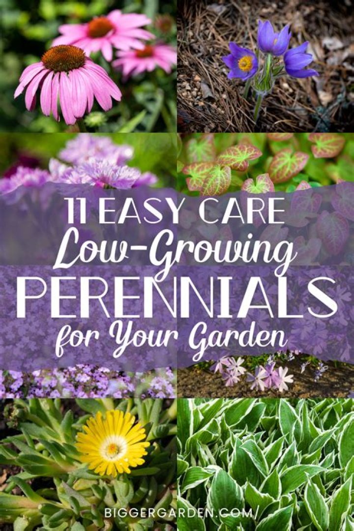 Are Proteas perennials? | ContextResponse.com