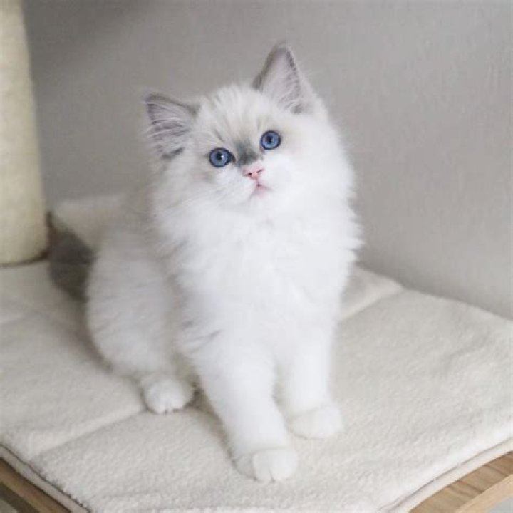 Are Ragdoll cats allergy free?