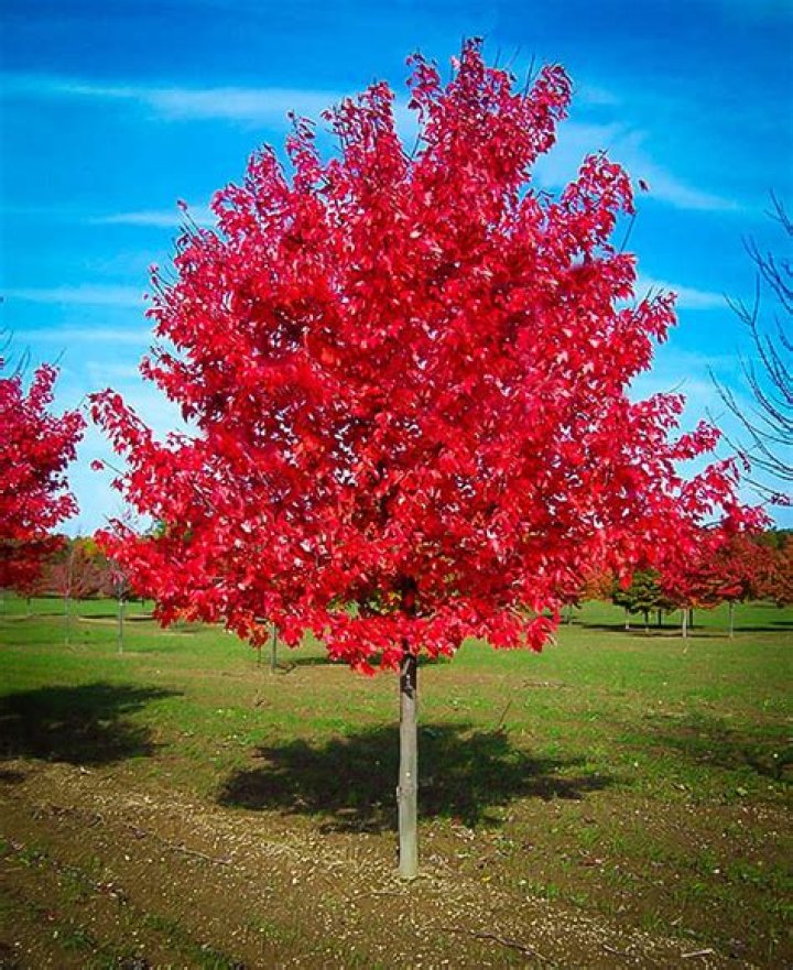 Are red maple trees red all year?