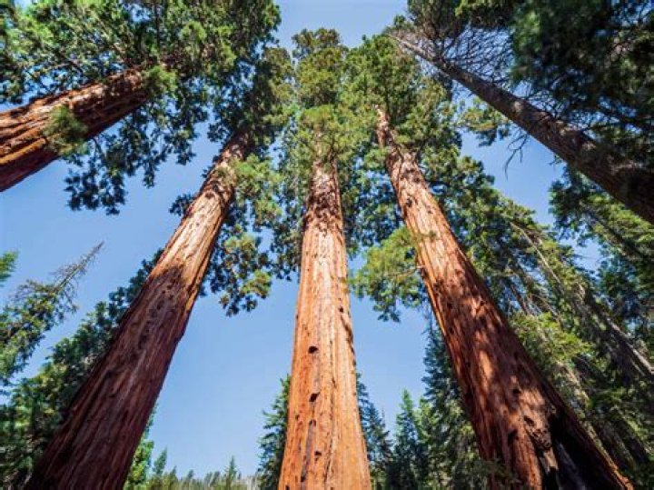 Are redwood trees fast growing?