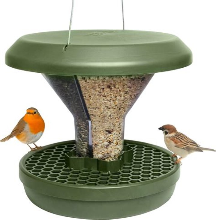 Are Robins ground feeders UK?