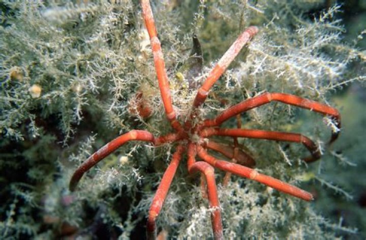 Are sea spiders dangerous? | ContextResponse.com