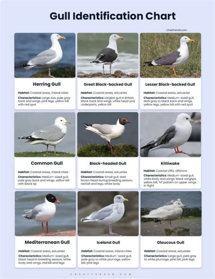Are seagulls nocturnal birds?