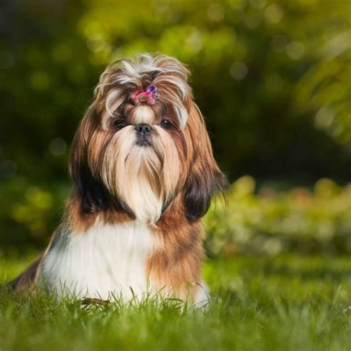 Are Shih Tzus good swimmers?