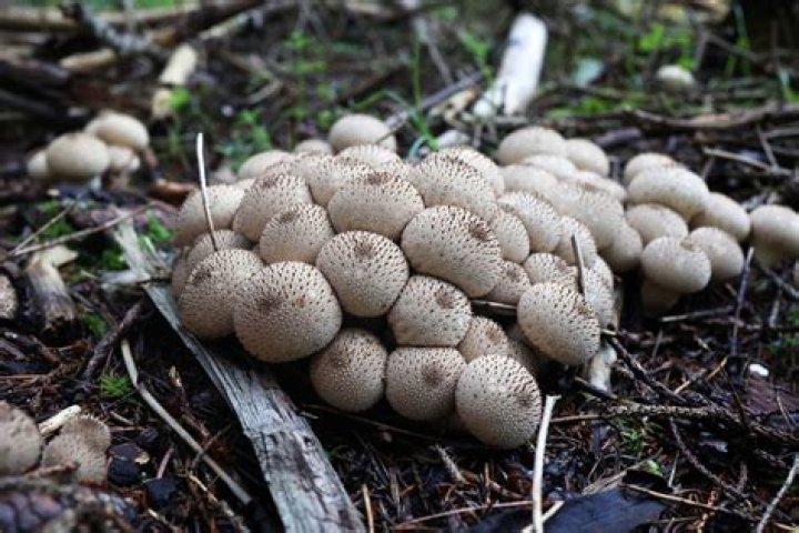 Are small puffball mushrooms edible?