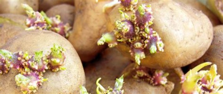 Are sprouts dangerous?