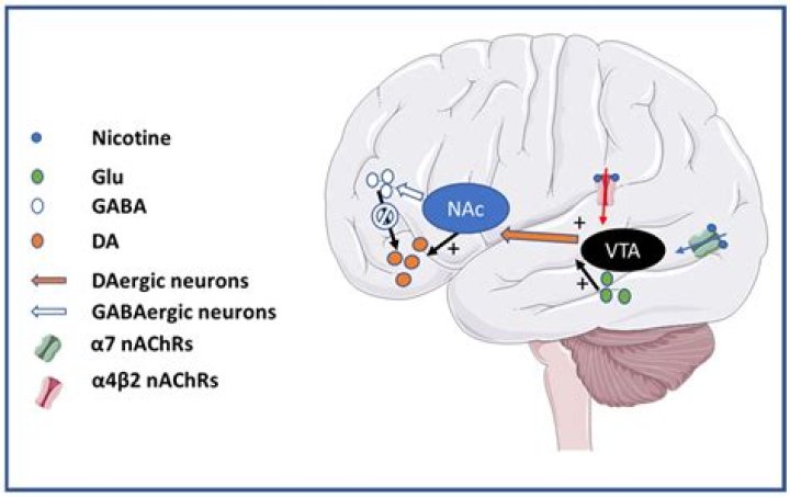 Are there nicotinic receptors in the brain?