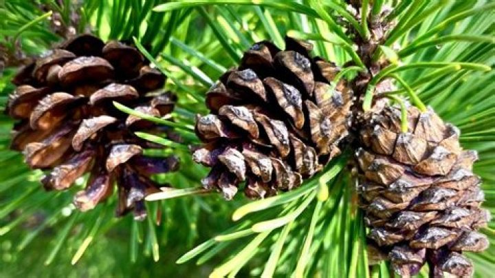 Are there pine trees in Georgia?