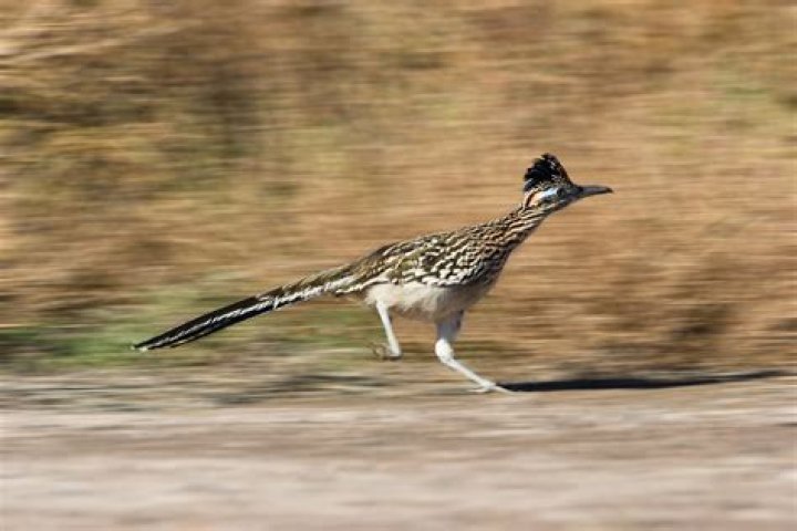 Are there roadrunner birds in Michigan?