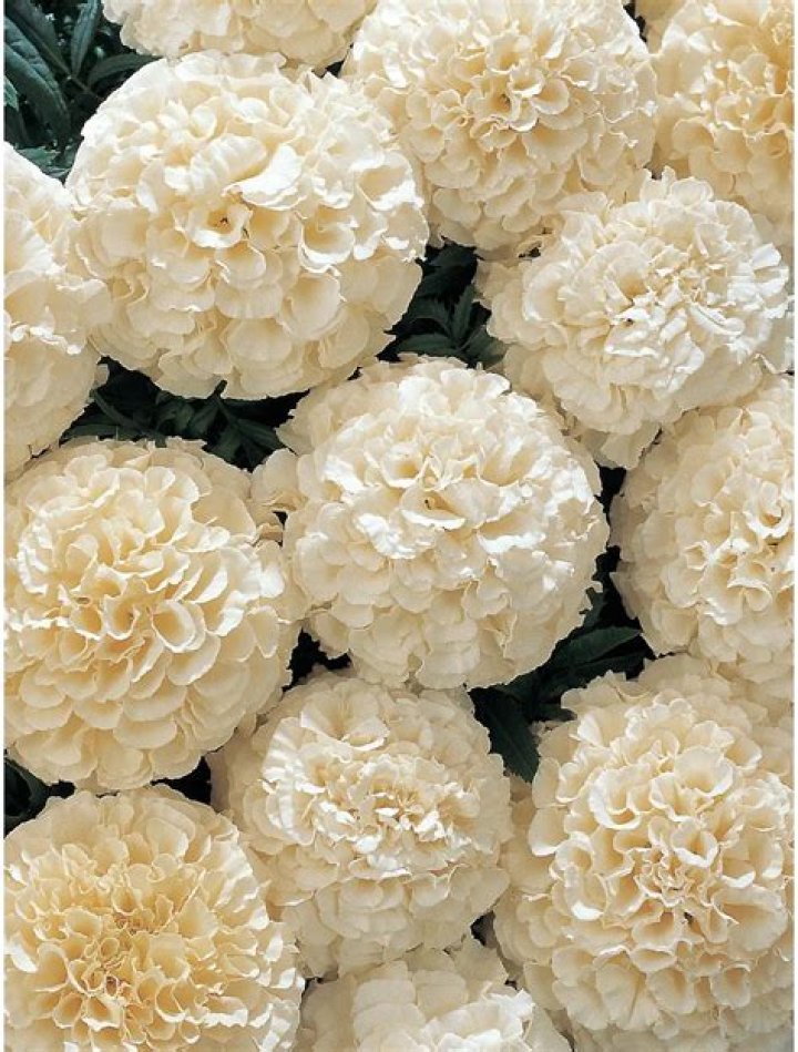 Are there white marigolds? | ContextResponse.com