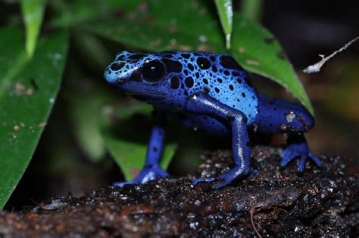 Are UK frogs poisonous to dogs?