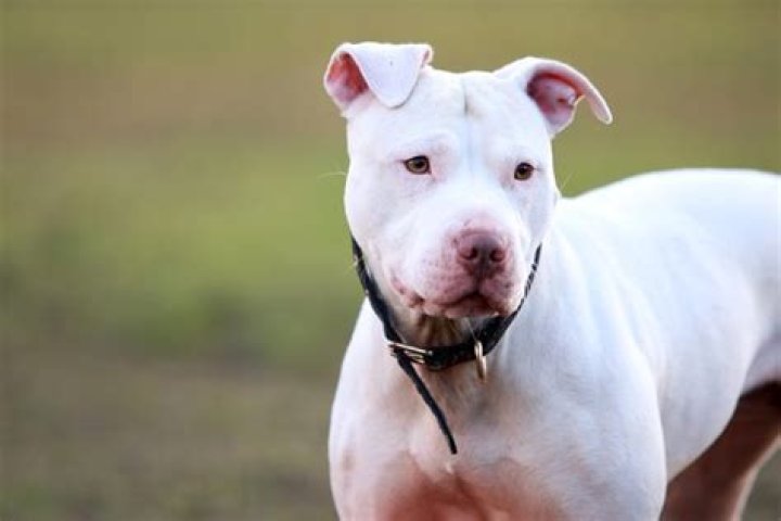 Are white pitbulls rare? | ContextResponse.com