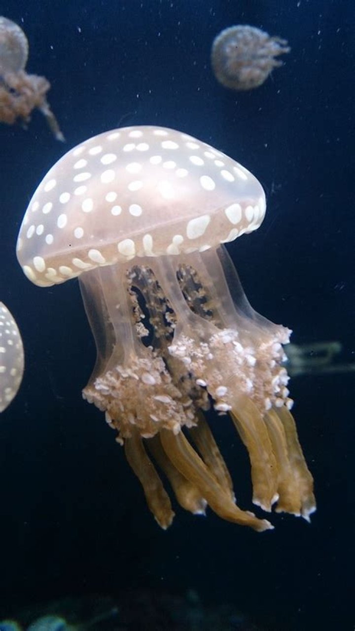 Are white spotted jellyfish poisonous?