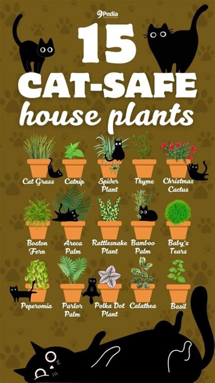 Are worms OK in houseplants?