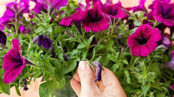 Are you supposed to deadhead impatiens?