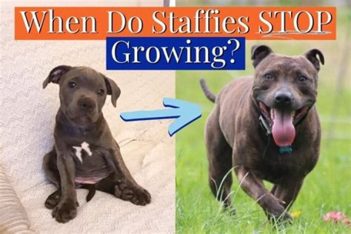 At what age do Staffies stop growing?