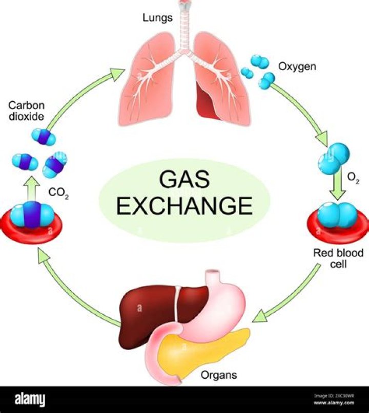At what temperature is carbon dioxide a gas?