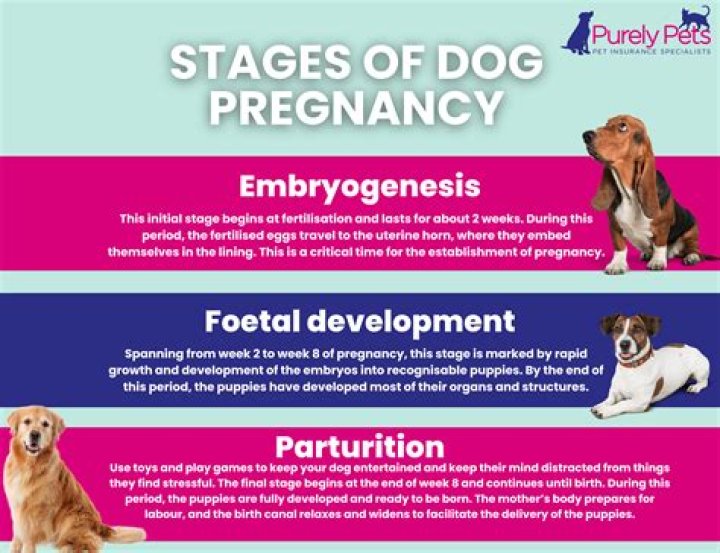 Can a dog get pregnant the first time?