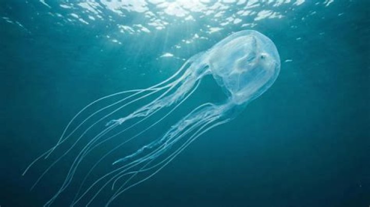 Can a jellyfish kill a human?