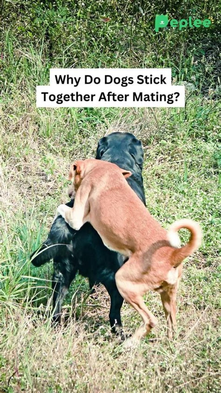Can a male dog that's been fixed still get stuck together?