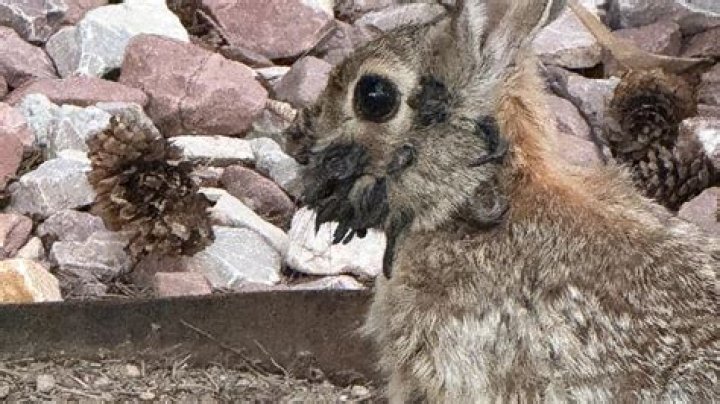 Can a rabbit have just one baby?