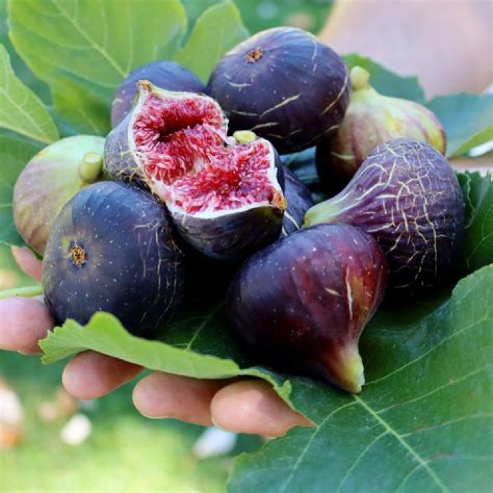 Can all figs be eaten?