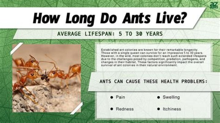 Can ants see light? | ContextResponse.com