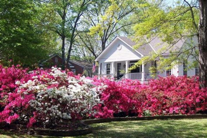 Can azaleas get too much water?