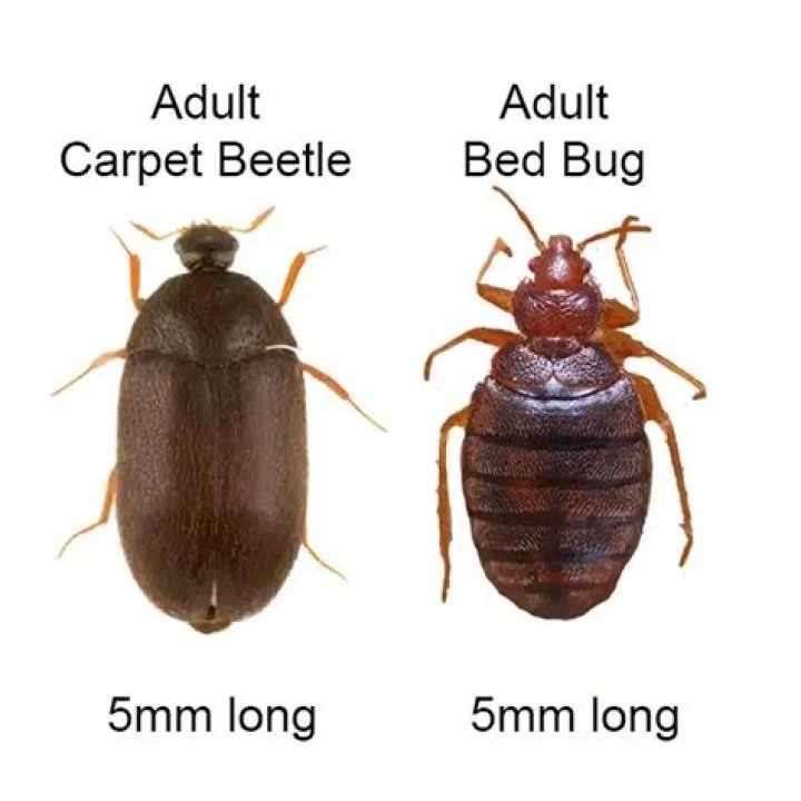 Can bed bugs be long and thin?
