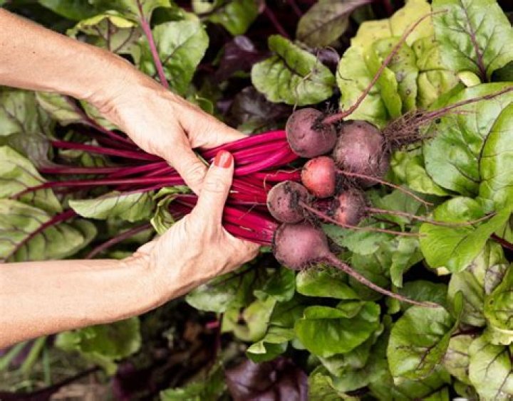 Can beets be grown indoors?