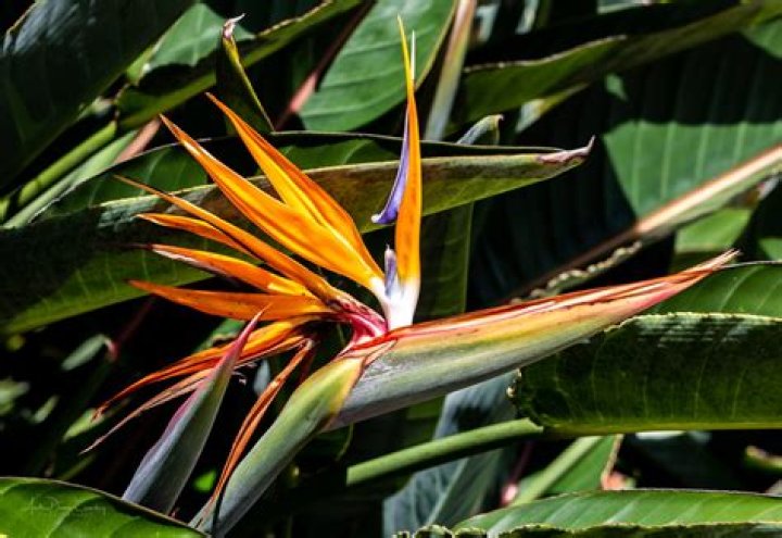 Can bird of paradise grow in full sun?