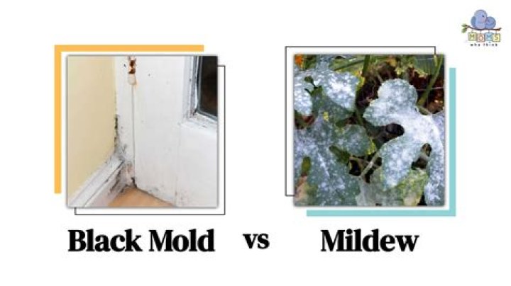 Can black mold give you vertigo?