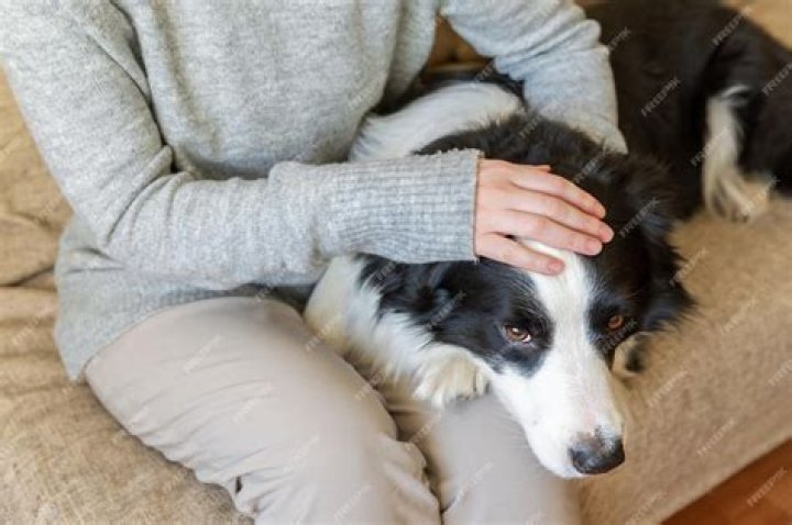 Can border collies be house dogs?