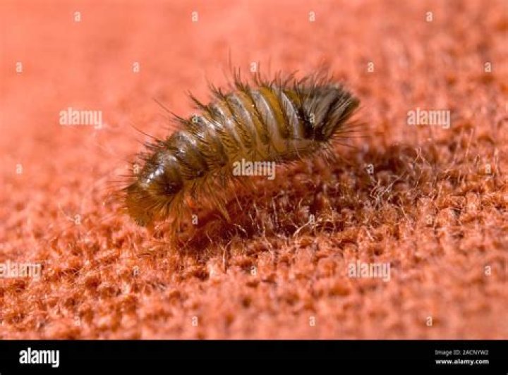 Can carpet beetles live on dogs?