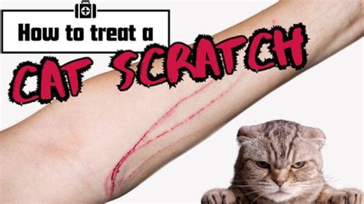 Can cat scratches be removed from leather?