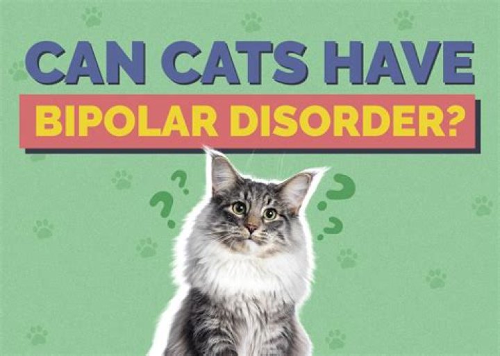 Can cats have bipolar?