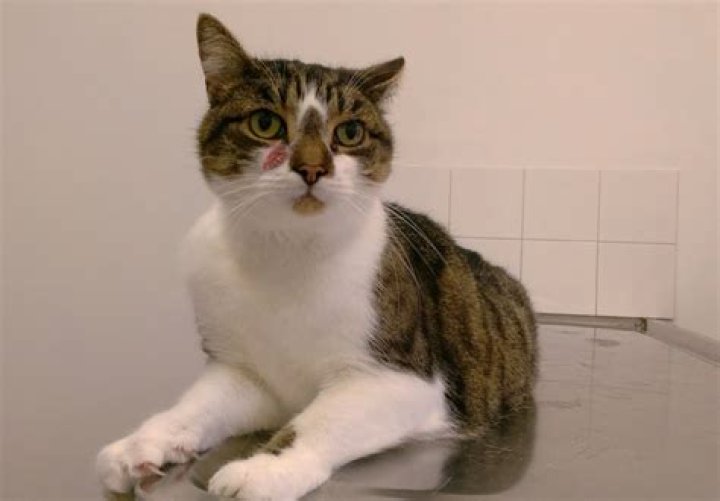 Can cats have mini strokes?