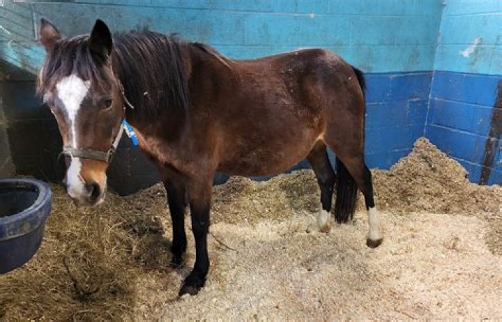 Can cattle catch strangles from horses?