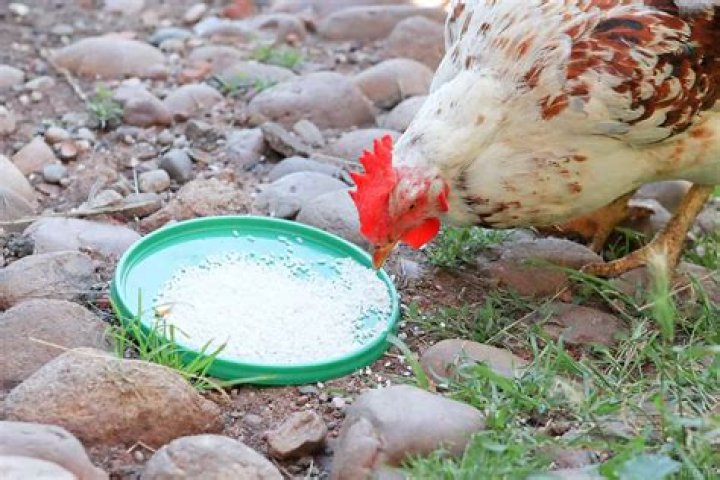 Can chickens mimic sounds? | ContextResponse.com