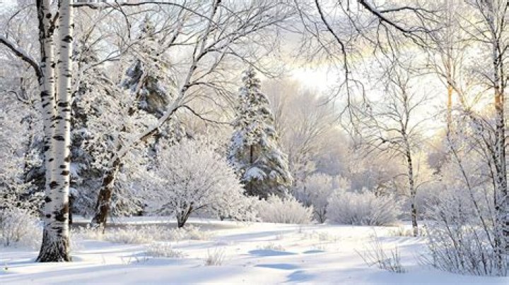 Can cotton grow in cold climates?