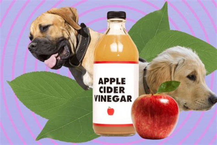 Can dogs drink apple cider vinegar for fleas?