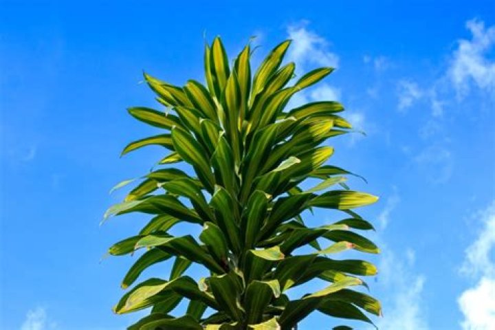 Can Dracaena kill cats?