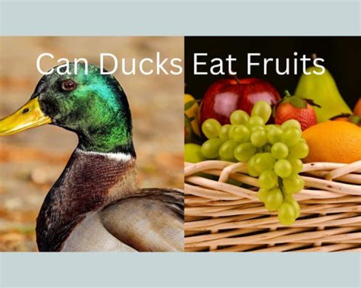 Can ducks eat hay? | ContextResponse.com