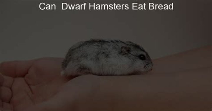 Can dwarf hamsters eat bread?