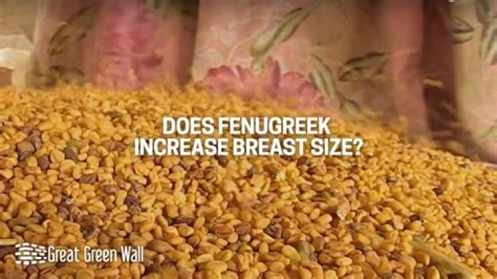 Can fenugreek seeds increase breast size?